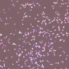 SEMILAC SHIMMER DUST ГЕЛЬ-ЛАК UV 322 SHIMMER DUST BROWN 7МЛ