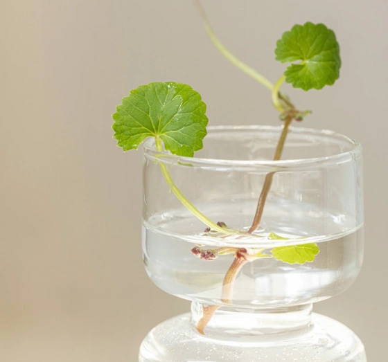 Beauty of Joseon Centella Asiatica тканевая маска 25 мл